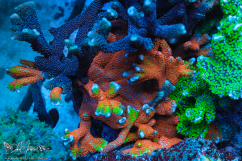 Bubblegum Montipora