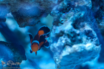 Nemo