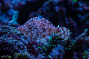 Shrek