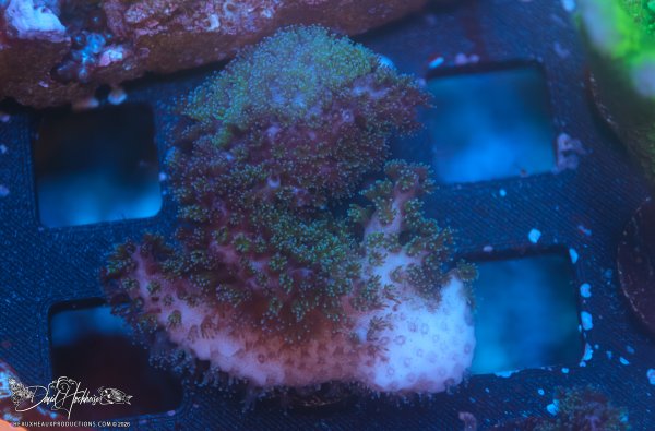 WWC Rainbow Pocillopora