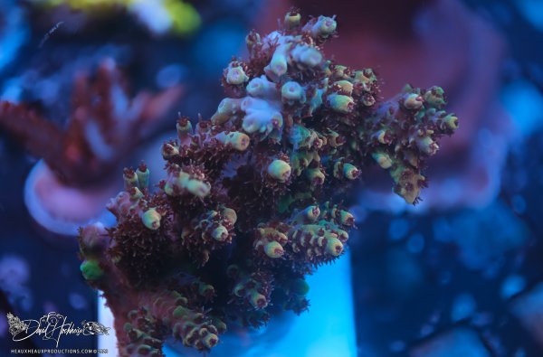 Rainbow Sherbert Acropora