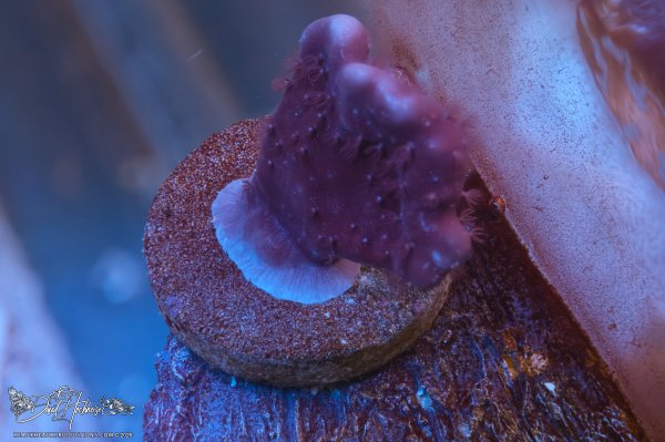 Blue Ridge Coral