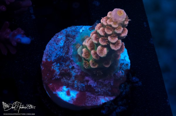 Thirsty Reef Needs Name