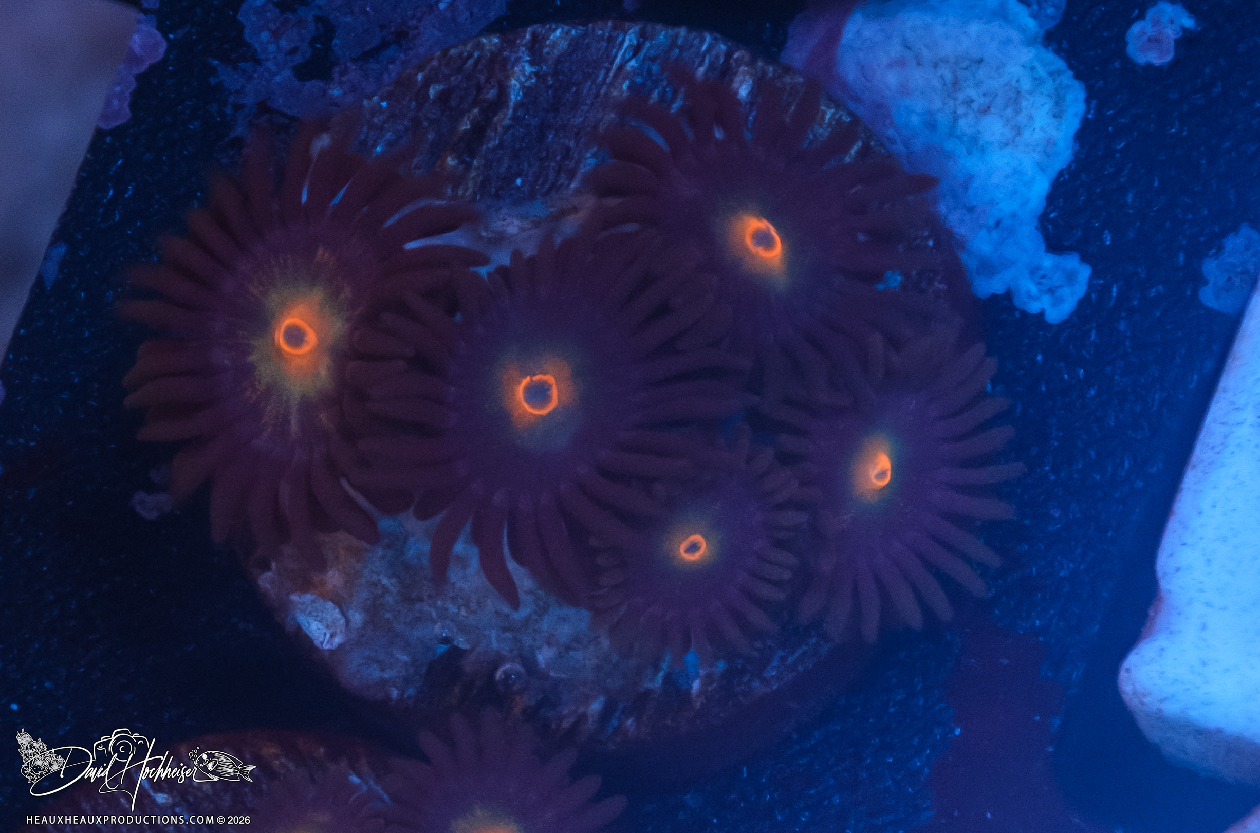 Jason Fox Ass Monkey Zoas