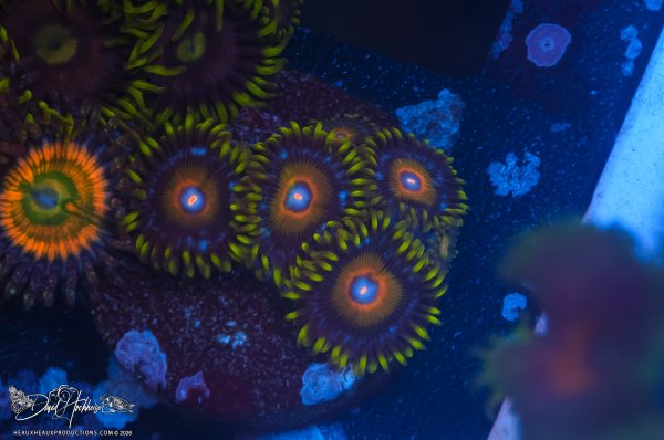 Eagle Eye Zoas