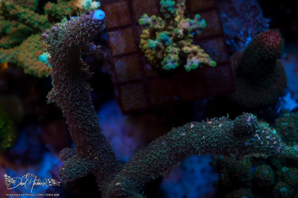 Purple and Orange Stag Acropora