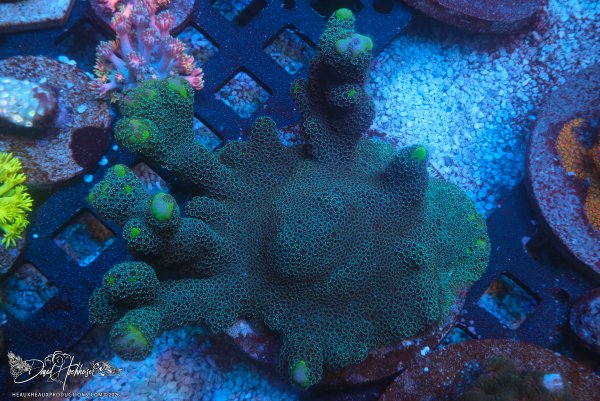 Jason Fox Frankies Ugly Duckling Montipora