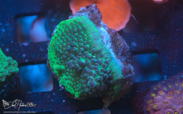 TCK Blueberry Nasuta